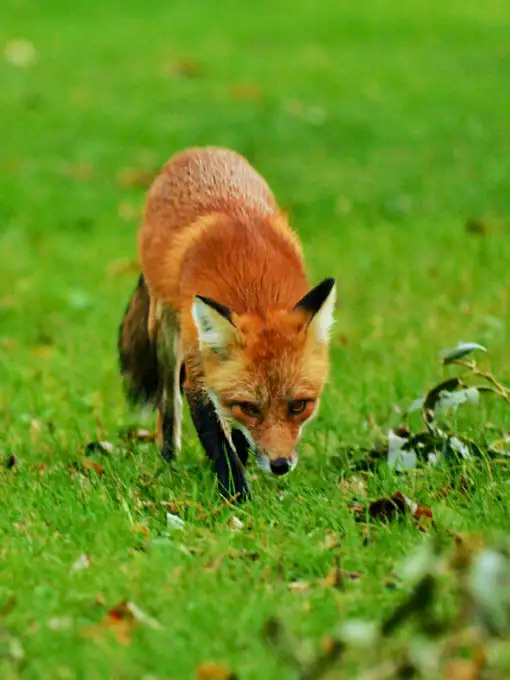  Foxes are known to repeatedly target homes that don’t have secure waste bins and house pets or livestock, such as chickens. They leave a mess in their wake and can harm or kill pets and livestock. Where possible, we will trap and release foxes, but we also employ a licenced firearms team for larger or repeat problems. 