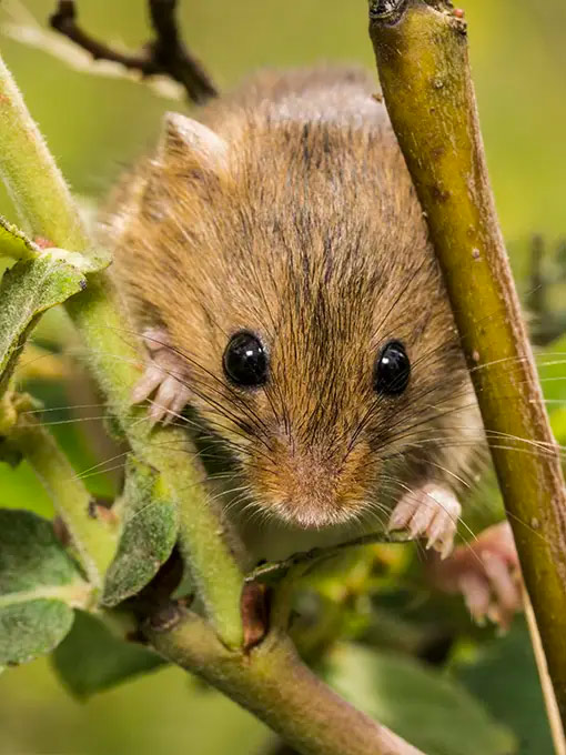 Leaving a trail of urine, droppings, chewed furniture and cabling in their wake, mice are a prevalent and harmful pest, and a nightmare for businesses and homeowners alike. They represent a significant health and safety concern and require immediate control.        