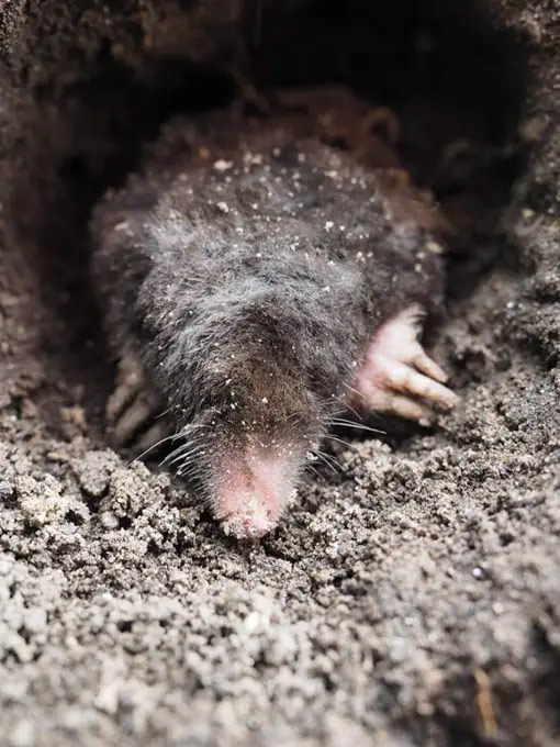 Often, moles don’t cause issues any more severe than a messy lawn, but they can find their way underneath the foundations of your property, at which point they become a serious problem. We use humane control methods to remove moles from your property.  