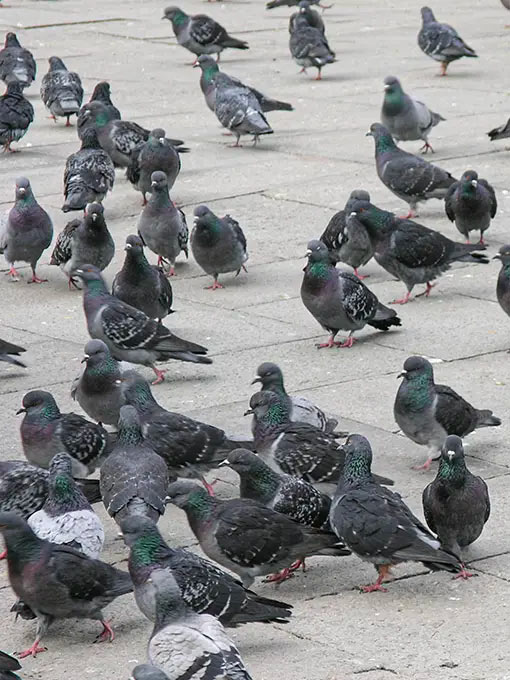 In towns like Solihull, pigeons are a common pest. Drawn in by readily available food and nesting spots, they multiply quickly and leave vast quantities of droppings which not only looks unpleasant but can also damage architecture and vehicles and pose a health risk to people with compromised immune systems.  