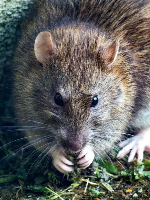 Urban environments of any scale are a tempting sight for rats. These furry pests can damage property and pose a serious risk to public health. As standard, we conduct three visits for rats to ensure these stubborn pests have been seen off for good. 