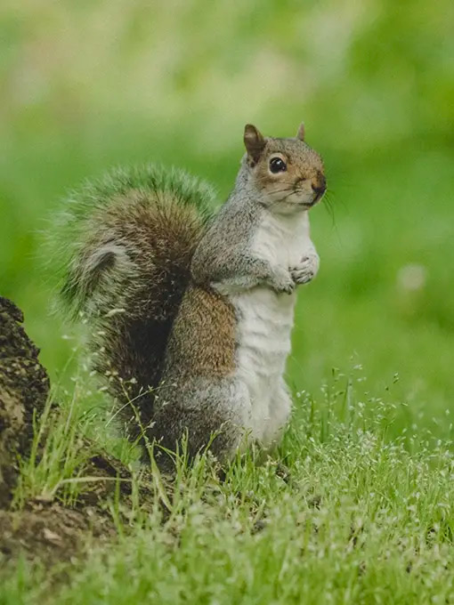 When people think of pests, they don’t typically think of squirrels, but much like their rodent cousins, squirrels can become a real nuisance. They can find their way into the structure of your building, make nests, breed rapidly and cause damage. Where possible, we can trap and relocate squirrels.  
